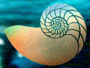 Nautilus; photograph by Robert Quade aka digitalBob